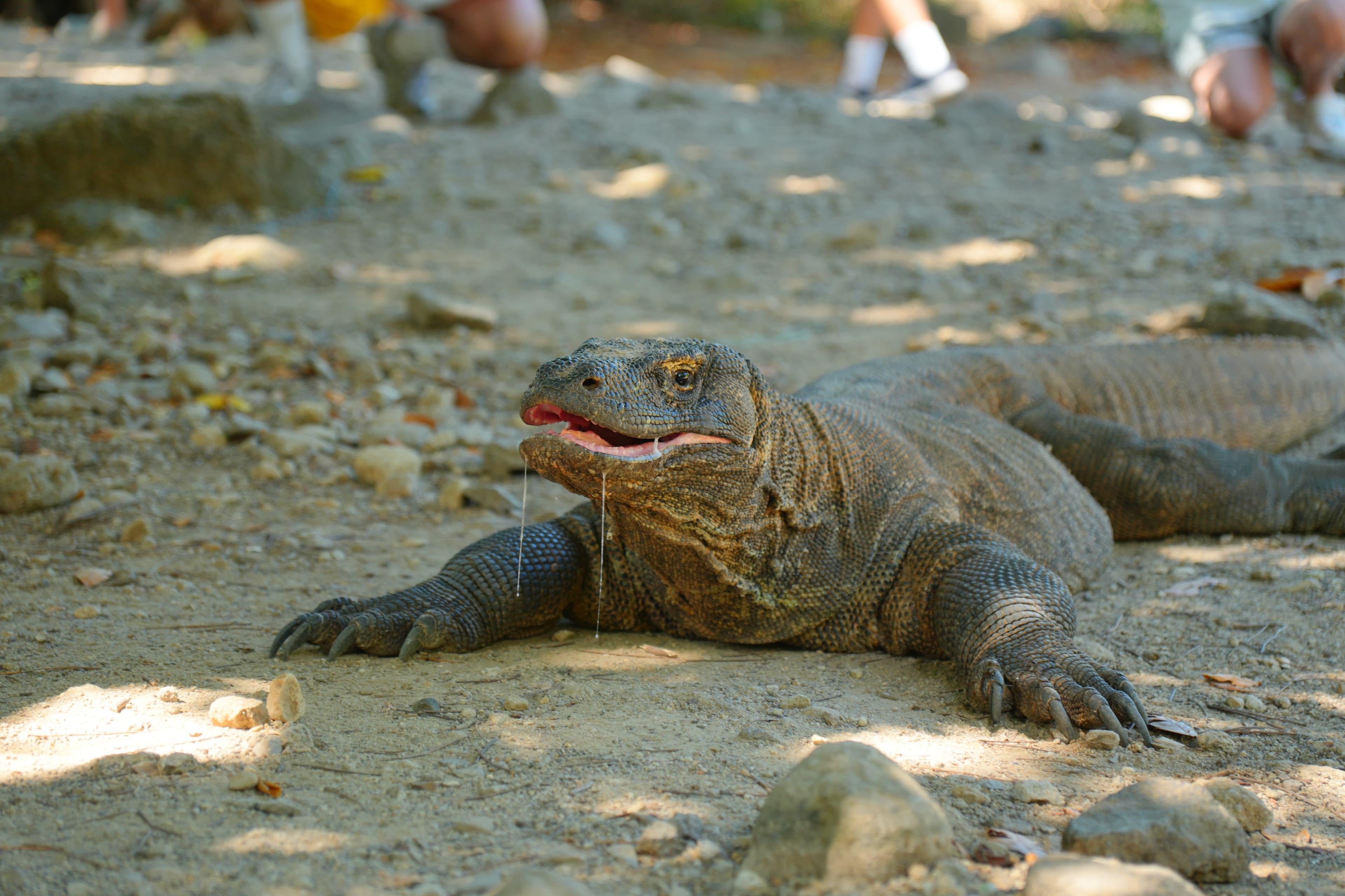 KOMODO ISLAND