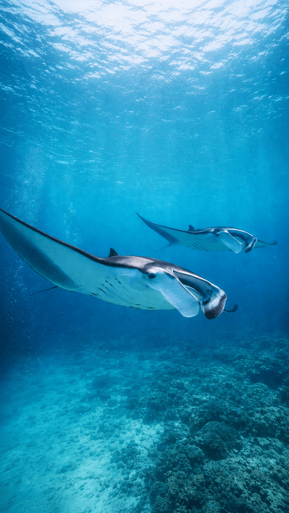 MANTA POINT